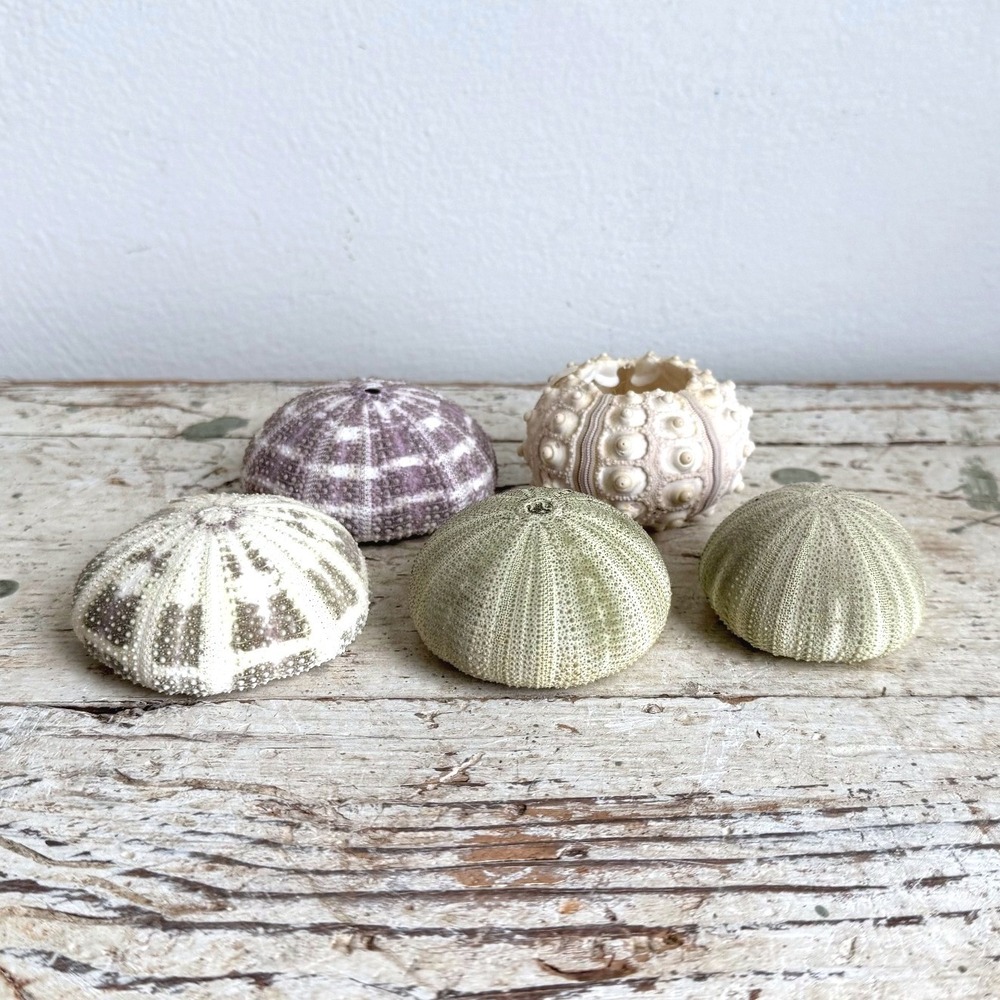 Natural Sea Urchin Shells Set of 5 Coastal Decor Green Purple Cream
